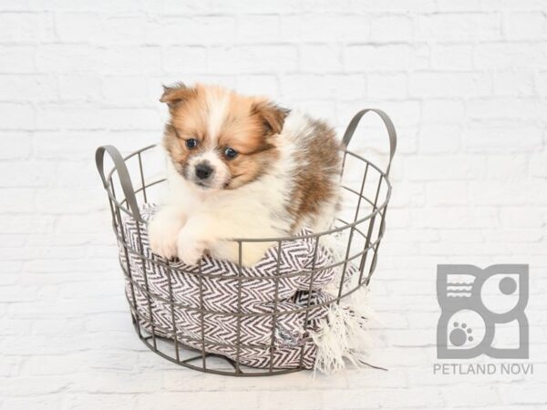 Pomeranian-DOG-Male-SABLE WHITE-7733-Petland Athens, OH