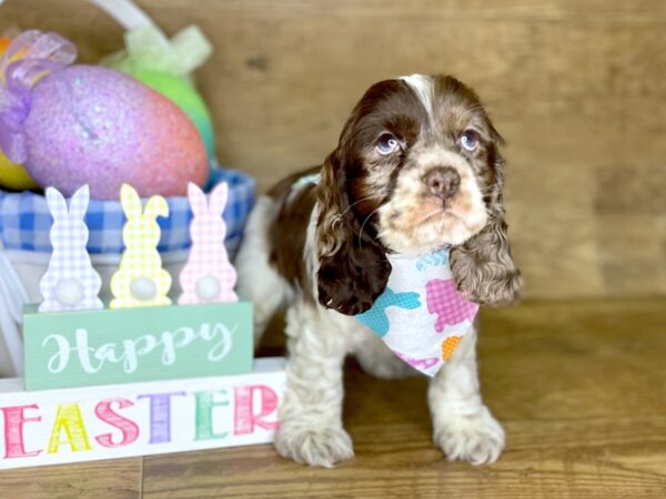 Cocker Spaniel DOG Male CHOC MERLE 7711 Petland Athens, OH