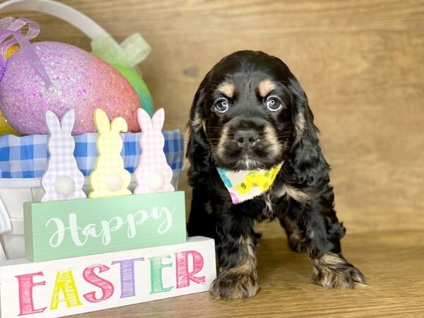 Cocker Spaniel DOG Female BLK TAN 7710 Petland Athens, OH