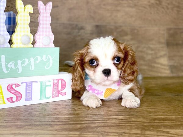 Cavalier King Charles Spaniel DOG Female BLENHEIM 7709 Petland Athens, OH