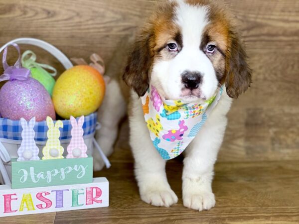 Saint Bernard DOG Female Sable & White 7708 Petland Athens, OH