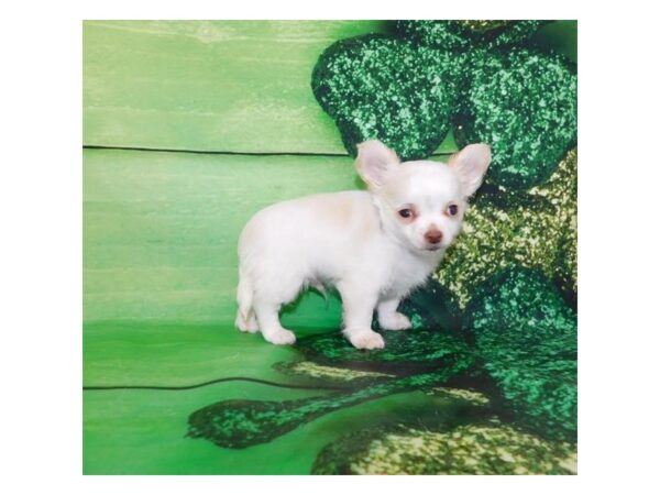 Chihuahua DOG Male White / Cream 7712 Petland Athens, OH