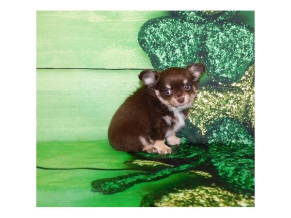 Chihuahua DOG Male Chocolate / Tan 7713 Petland Athens, OH