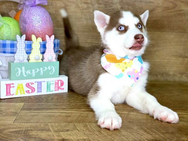 Siberian Husky-DOG-Female-Red-7715-Petland Athens, OH