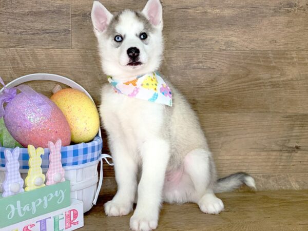 Siberian Husky DOG Male Light Brown 7714 Petland Athens, OH