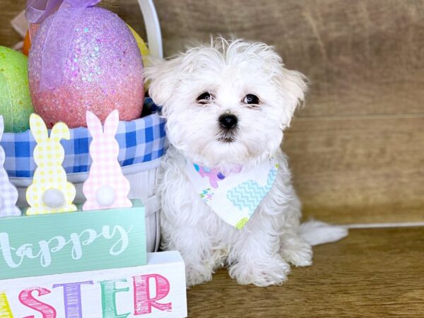 Maltese DOG Male WHITE 7727 Petland Athens, OH