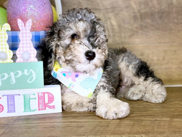 Poodle DOG Male BLUE MERLE 7725 Petland Athens, OH