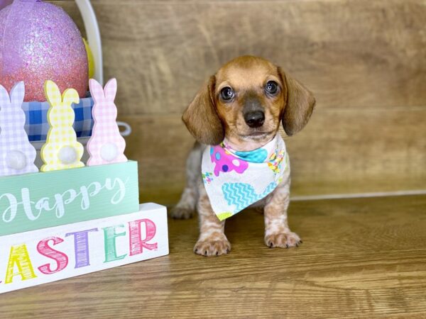 Dachshund DOG Male RED WHITE 7722 Petland Athens, OH