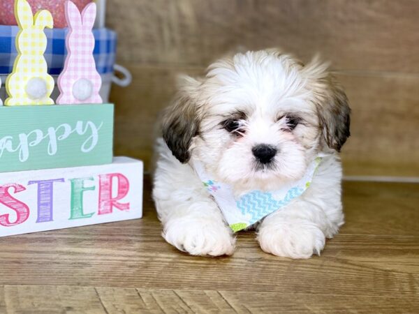 Shih Tzu DOG Female brown white 7724 Petland Athens, OH