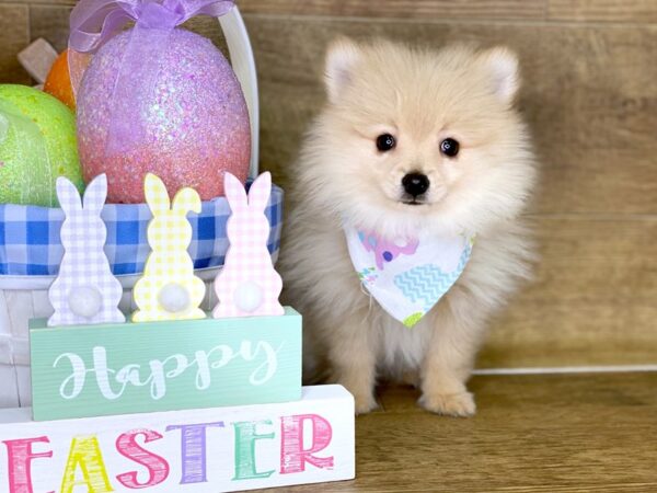 Pomeranian-DOG-Male-RED SABLE-7721-Petland Athens, OH
