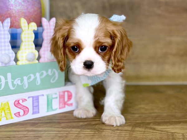 Cavalier King Charles DOG Male Blenhiem 7718 Petland Athens, OH