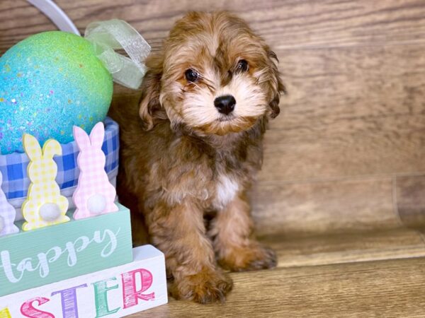 Hava Poo-DOG-Female-RED-7720-Petland Athens, OH