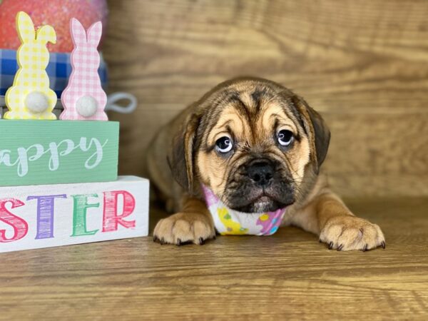 Bull Puggle-DOG-Male-FAWN-7739-Petland Athens, OH