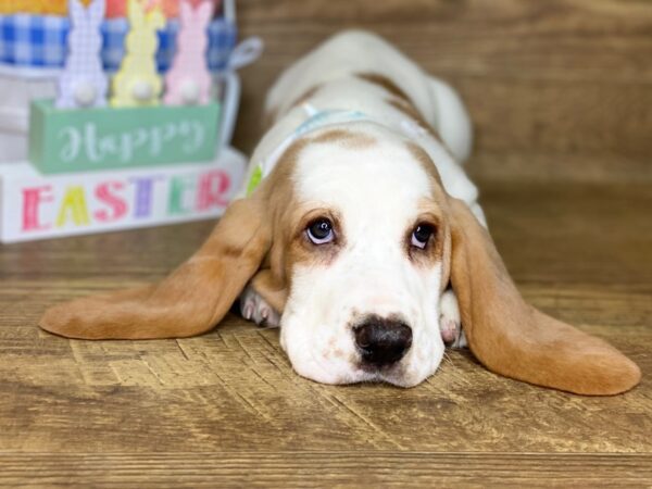 Basset Hound DOG Female Lemon & White 7737 Petland Athens, OH