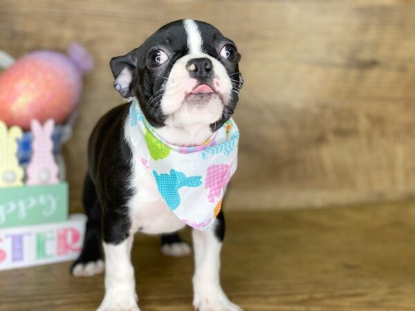 Boston Terrier DOG Female BLK WHITE 7746 Petland Athens, OH