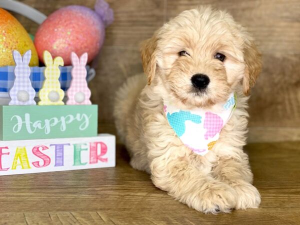 F1 B Mini Goldendoodle-DOG-Female-RED-7744-Petland Athens, OH