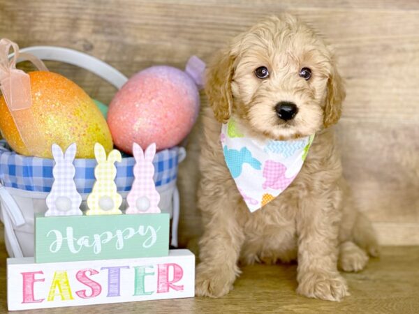 F1 B Mini Goldendoodle-DOG-Male-RED-7743-Petland Athens, OH