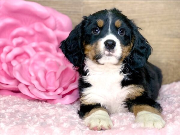 Mini Bernese DOG Female Tri 7748 Petland Athens, OH