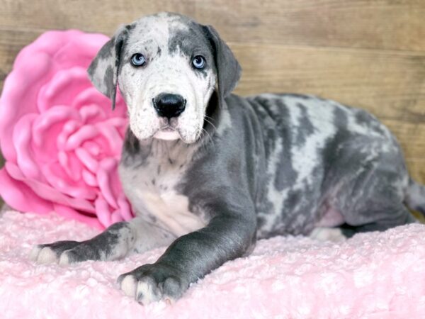 Great Dane DOG Male Blue Dapple 7749 Petland Athens, OH