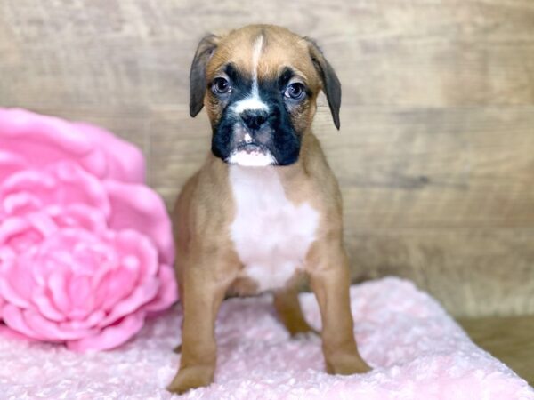 Boxer-DOG-Male-Fawn White-7750-Petland Athens, OH