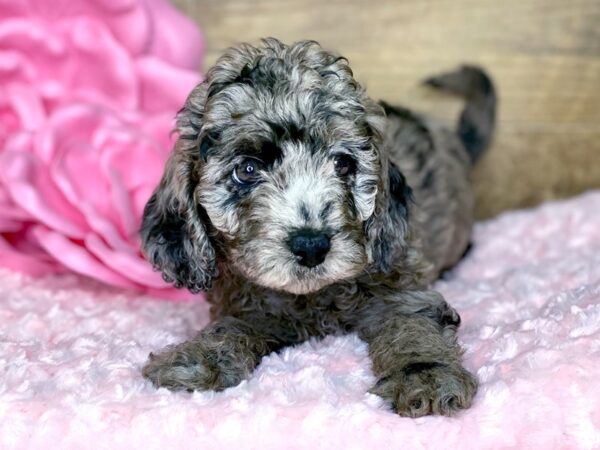 Cockadoodle DOG Female BLUE MERLE 7753 Petland Athens, OH