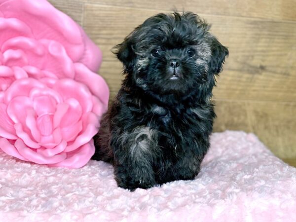 Shih Tzu DOG Female Brindle 7754 Petland Athens, OH