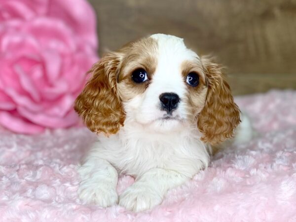 Cavalier King Charles Spaniel DOG Male BLENHIEM 7766 Petland Athens, OH