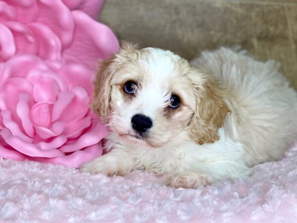 Cava Chon-DOG-Male-BLENHIEM-7763-Petland Athens, OH