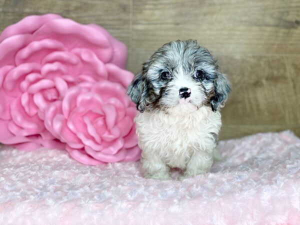 Cava Poo-DOG-Male-BLUE MERLE-7762-Petland Athens, OH