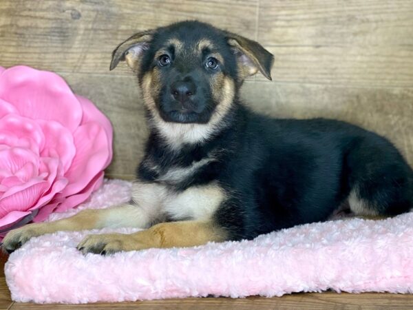 German Shepherd DOG Male Black & Tan 7760 Petland Athens, OH