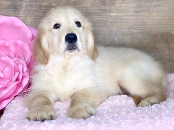 Golden Retriever DOG Male Golden 7759 Petland Athens, OH