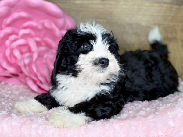 Mini Bernadoodle-DOG-Female-Black White-7758-Petland Athens, OH