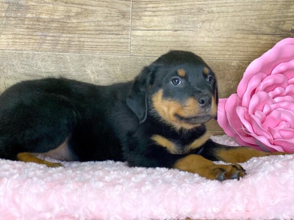 Rottweiler DOG Male Blk & Tan 7757 Petland Athens, OH