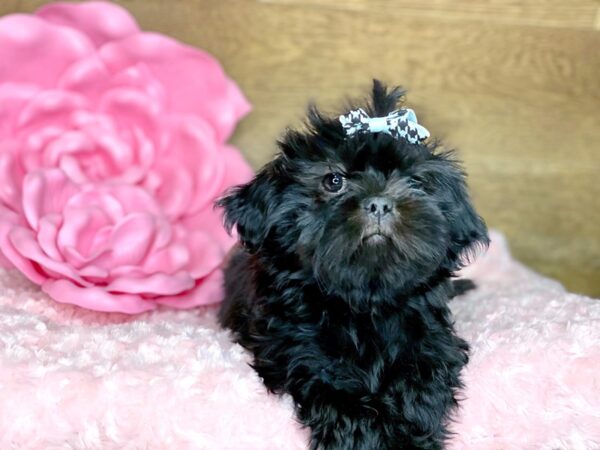 Shih Tzu DOG Female Black 7756 Petland Athens, OH