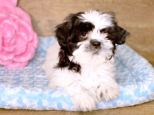 Shih Tzu DOG Male Black & White 7755 Petland Athens, OH