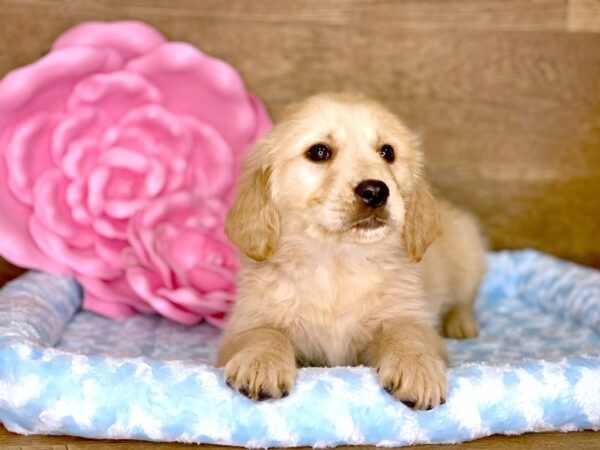 Golden Retriever DOG Male Golden 7768 Petland Athens, OH