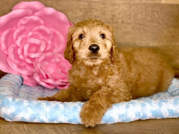 Goldendoodle DOG Male Golden 7767 Petland Athens, OH