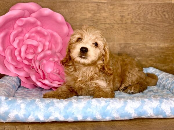 Cockadoodle-DOG-Male-RED-7765-Petland Athens, OH