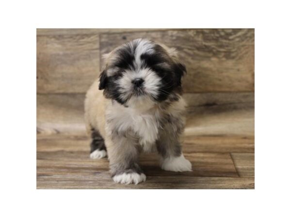 Lhasa Apso-DOG-Female-Golden-7775-Petland Athens, OH