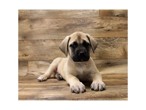 Mastiff DOG Male Fawn 7776 Petland Athens, OH