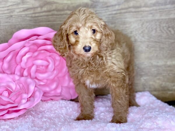 F2 MINI GOLDENDOODLE DOG Female Red 7769 Petland Athens, OH