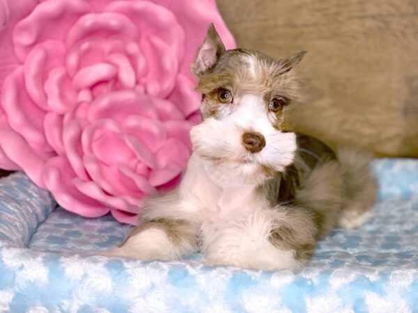 Miniature Schnauzer DOG Male LIVER MERLE 7771 Petland Athens, OH