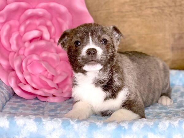 Bomsky DOG Male LIVER WHITE 7772 Petland Athens, OH