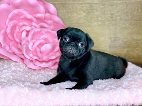 Pug DOG Female BLK 7773 Petland Athens, OH