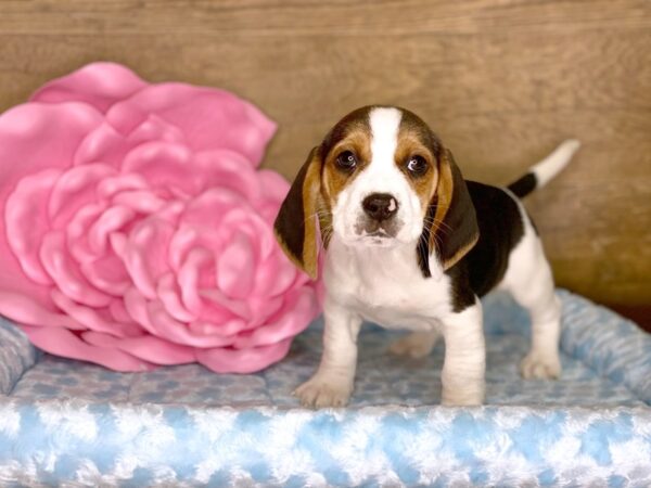 Beagle DOG Male TRI 7774 Petland Athens, OH