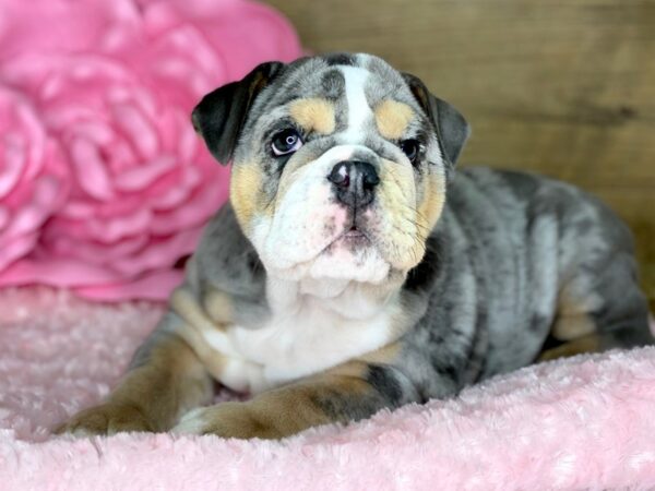 English Bulldog DOG Female Blue Merle 7779 Petland Athens, OH