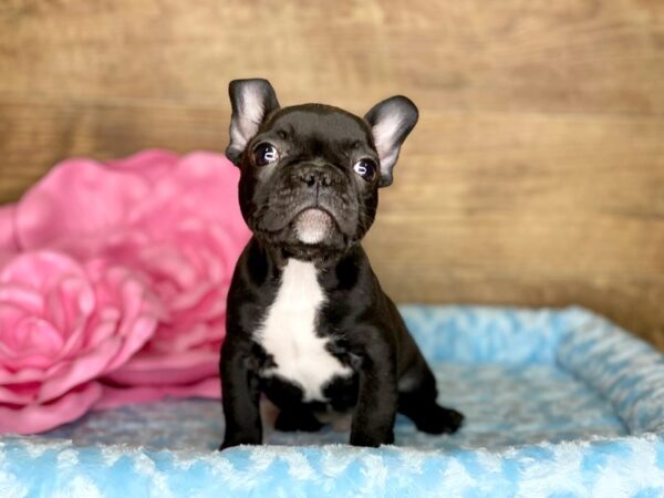 French Bulldog DOG Male Brindle 7777 Petland Athens, OH