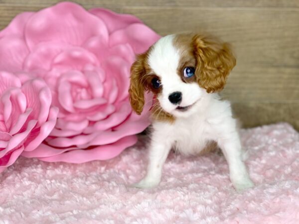 Cavalier King Charles Spaniel DOG Female Blenheim 7764 Petland Athens, OH