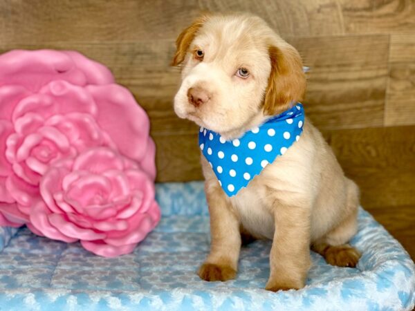 Mini Hippo DOG Male BUFF 7785 Petland Athens, OH