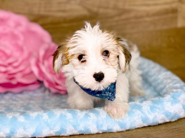 Yorkie Chon DOG Male BROWN WHITE 7784 Petland Athens, OH